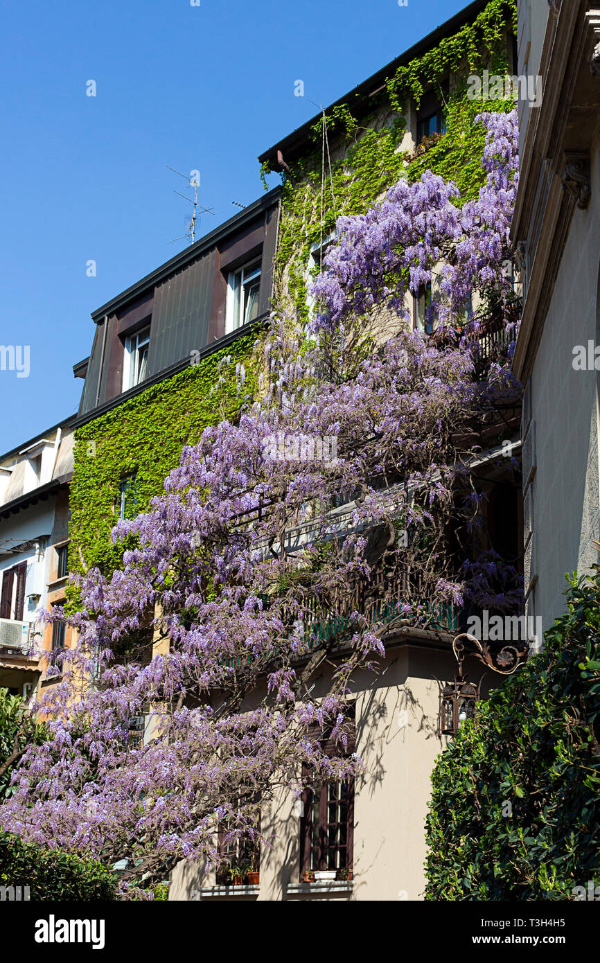 Wisteria Baum in voller Blüte, das Wachsen der Balkon Haus in Mailand - Italien Stockfoto