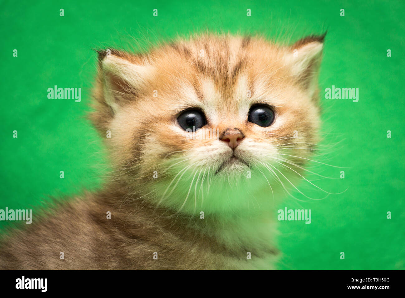 Kopf einer kleinen Golden Tabby Britisch kitten close-up Stockfoto