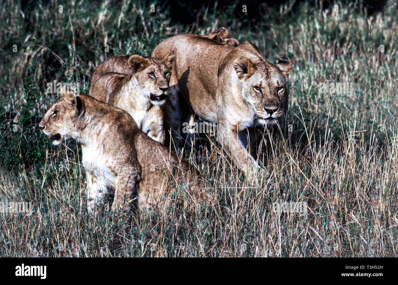 Löwin mit zwei Jungen in der Masai Mara National Park Kenia. Ostafrika. Stockfoto