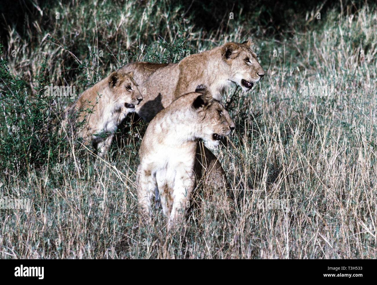 Junge Löwen in der Masai Mara National Park Kenia. Ostafrika. Stockfoto