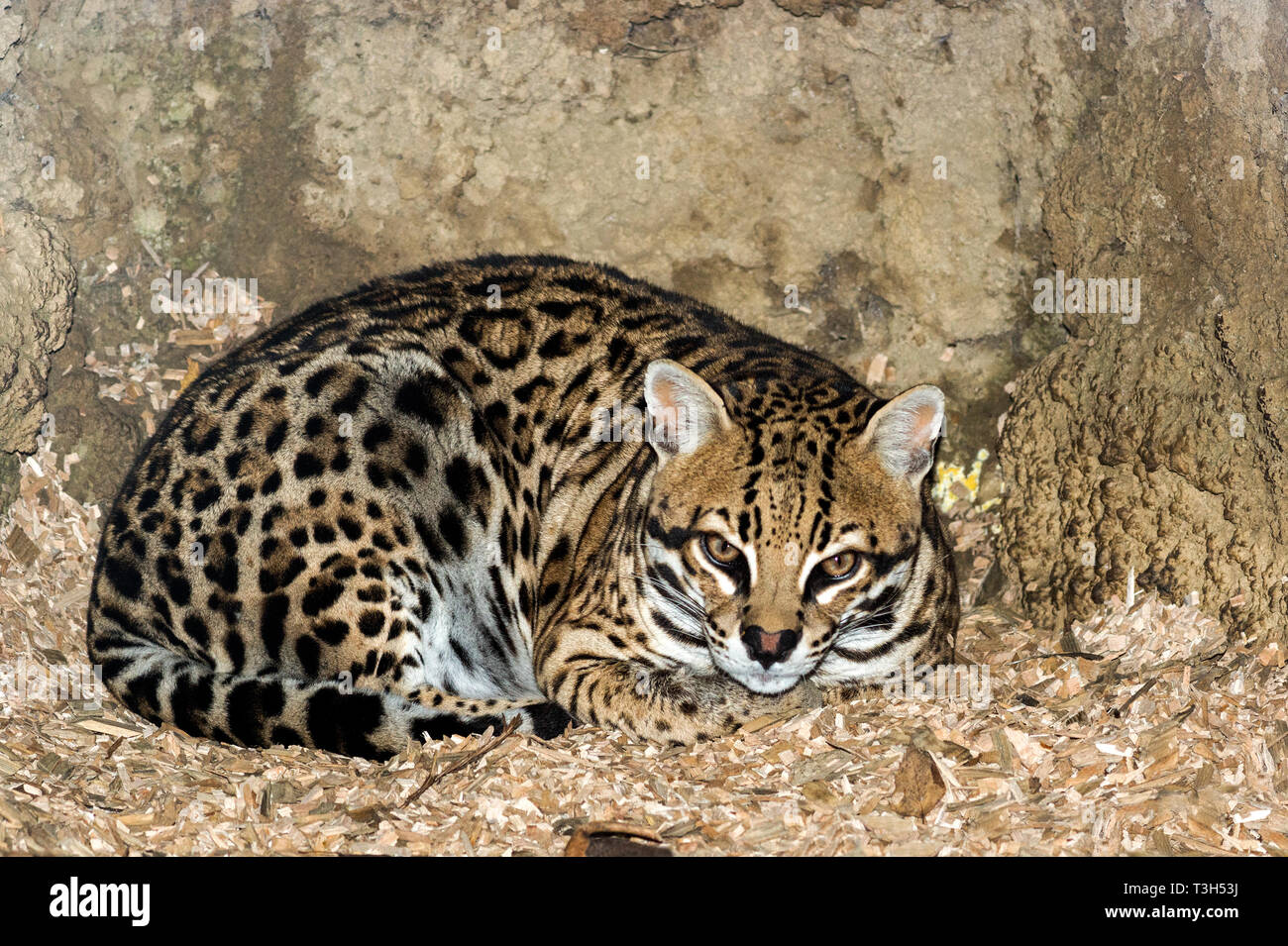 Ocelot (Leopardus pardalus).Erwachsener in künstlicher den.Foto im Pyrenäen-Zoo bei Argeles-Gazost. Hautes-Pyrenäen. Stockfoto