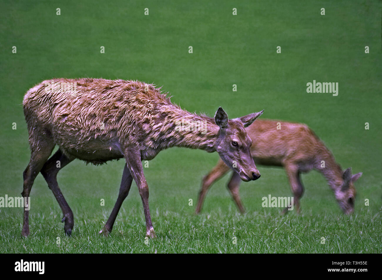Red Deer (Cervus elaphus). Frauen oder hinds im Winter. Stockfoto