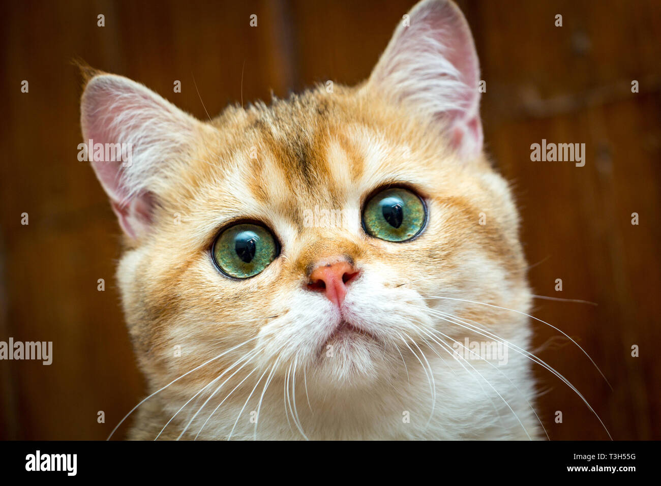 Portrait von Fang die charmanten Golden British junge Katze mit grünen Augen und rosa Nase Stockfoto