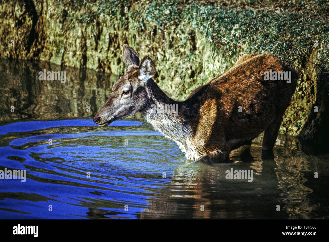 Red Deer (Cervus elaphus). Weibliche Wasser eingeben. Stockfoto