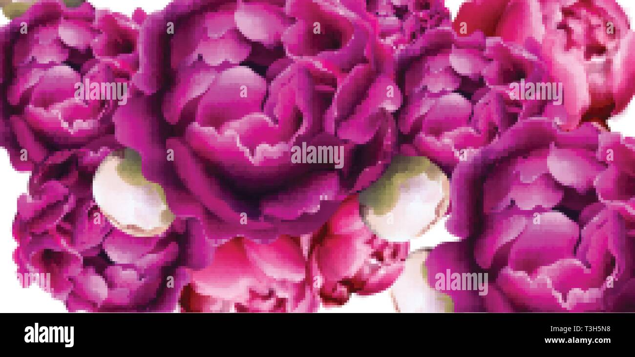 Pfingstrose Blüten Karte Hintergrund Vektor. Schöner Frühling Vorlage Stock Vektor