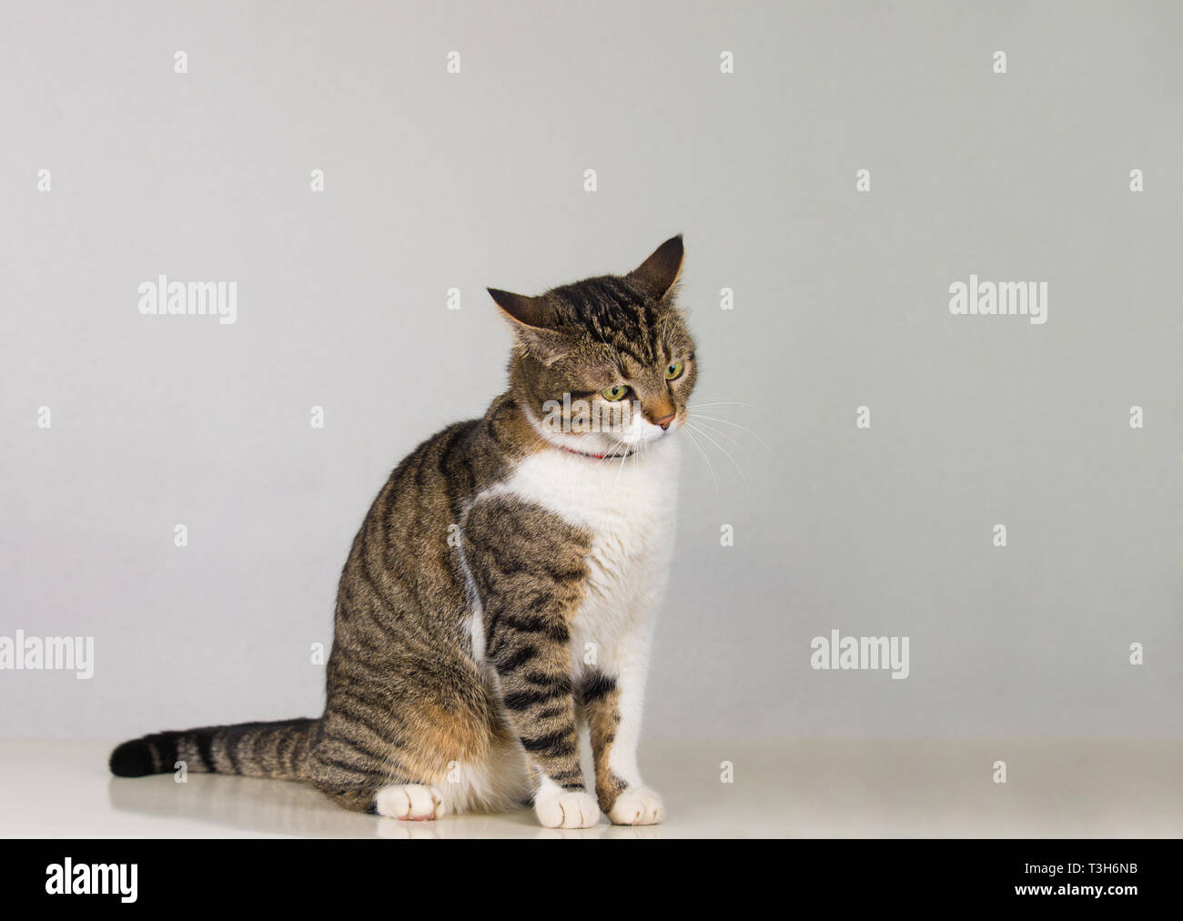 Volle Länge Portrait von nachdenklich Grau gestreifte Katze schaut  nachdenklich über graue Wand isoliert Stockfotografie - Alamy