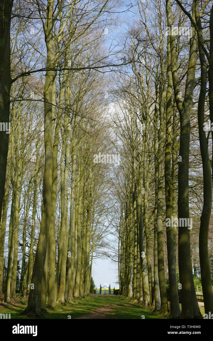 Avenue, Hidcote Gärten, Gloucestershire Stockfoto