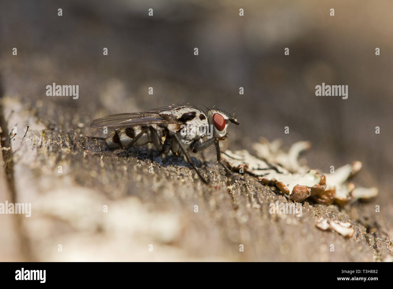 Root made Fliegen Stockfoto