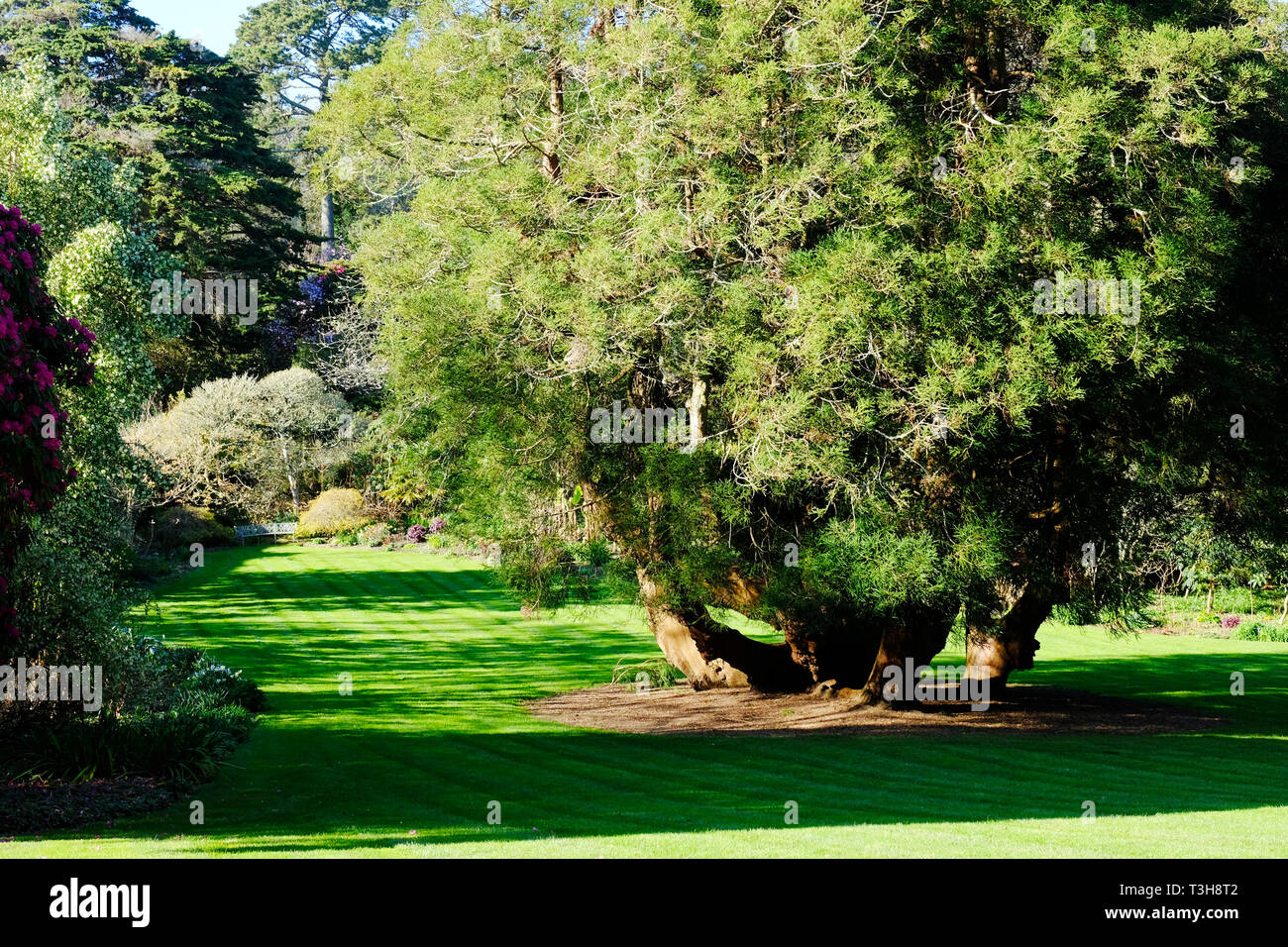 Eine formale Garten gebadet in der Frühlingssonne - Johannes Gollop Stockfoto