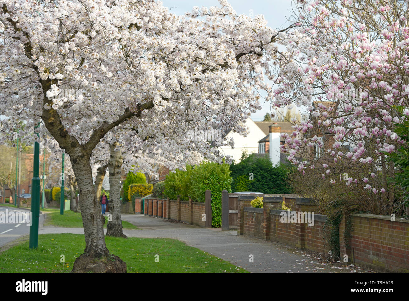 Urban Blume, in Wollaton, Nottingham. Stockfoto