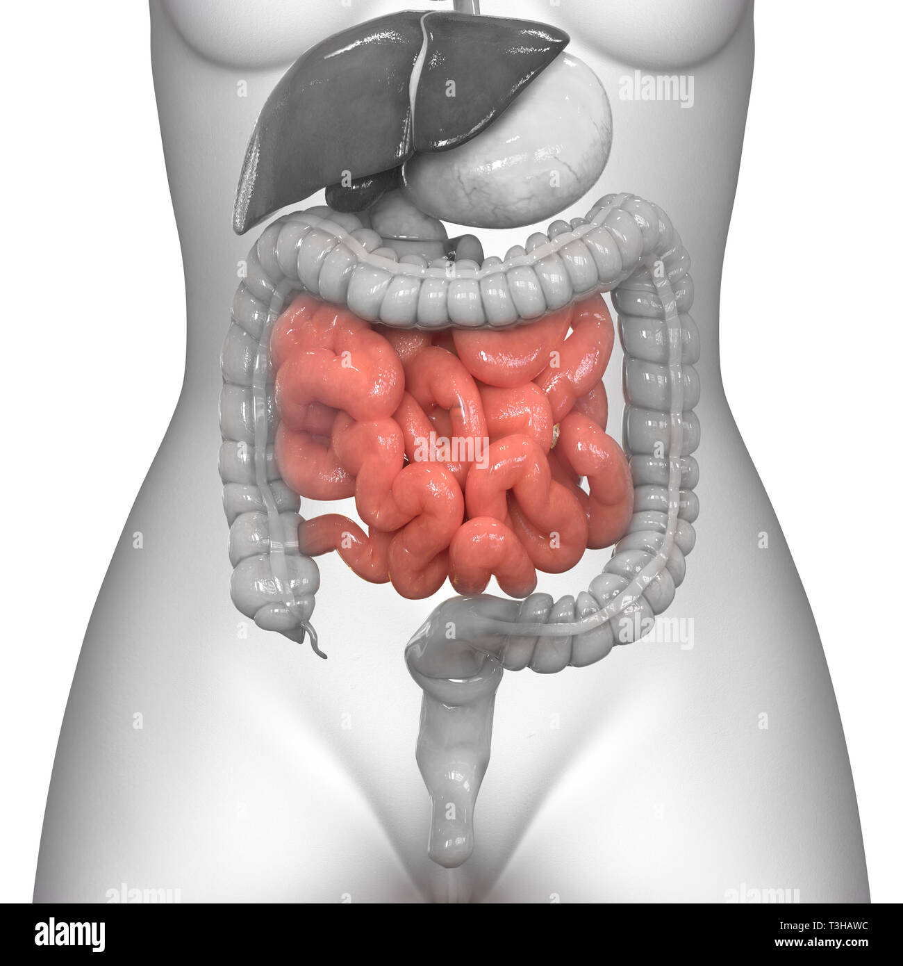 Menschliche Verdauungssystem Dünndarm Anatomie Stockfoto