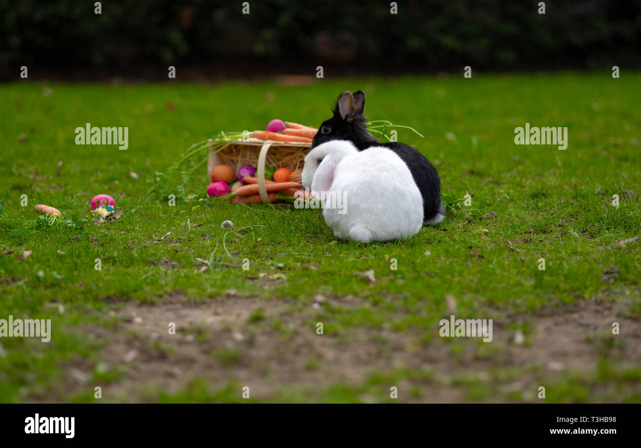 Schwarze und weiße Kaninchen sitzen durch den Ostern Korb mit bunten ...