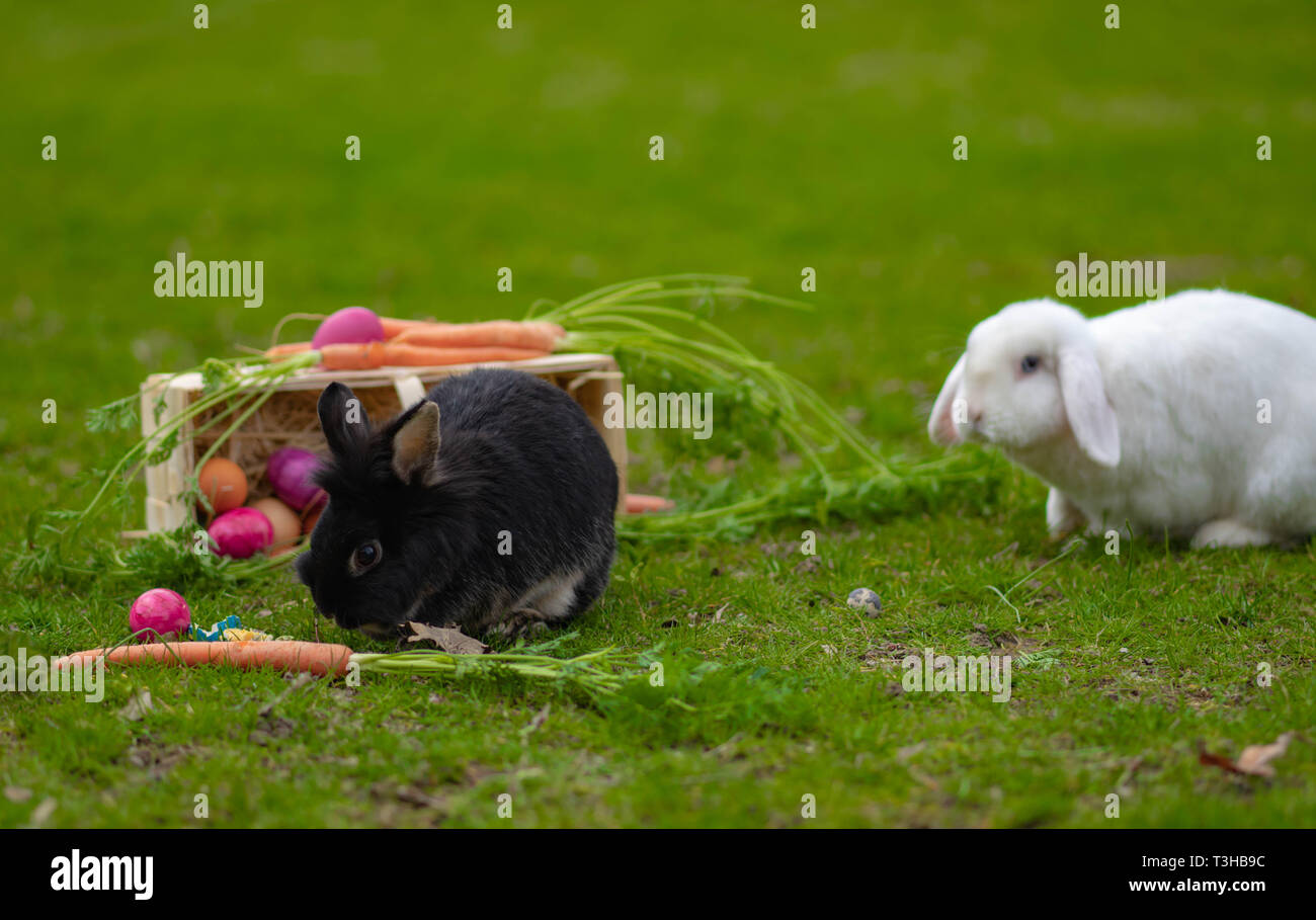 Schwarze und weiße Kaninchen sitzen durch den Ostern Korb mit bunten ...