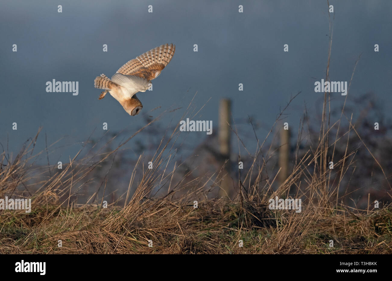 Scheune Owl-Tyto alba Jagt. Großbritannien Stockfoto