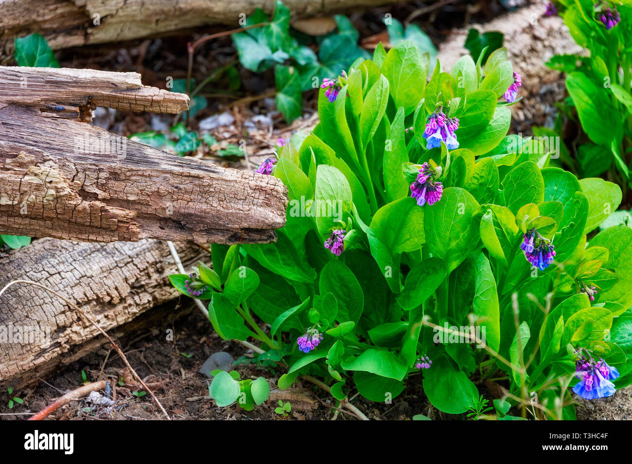 Wildblumen blühen in einem Wald Stockfoto