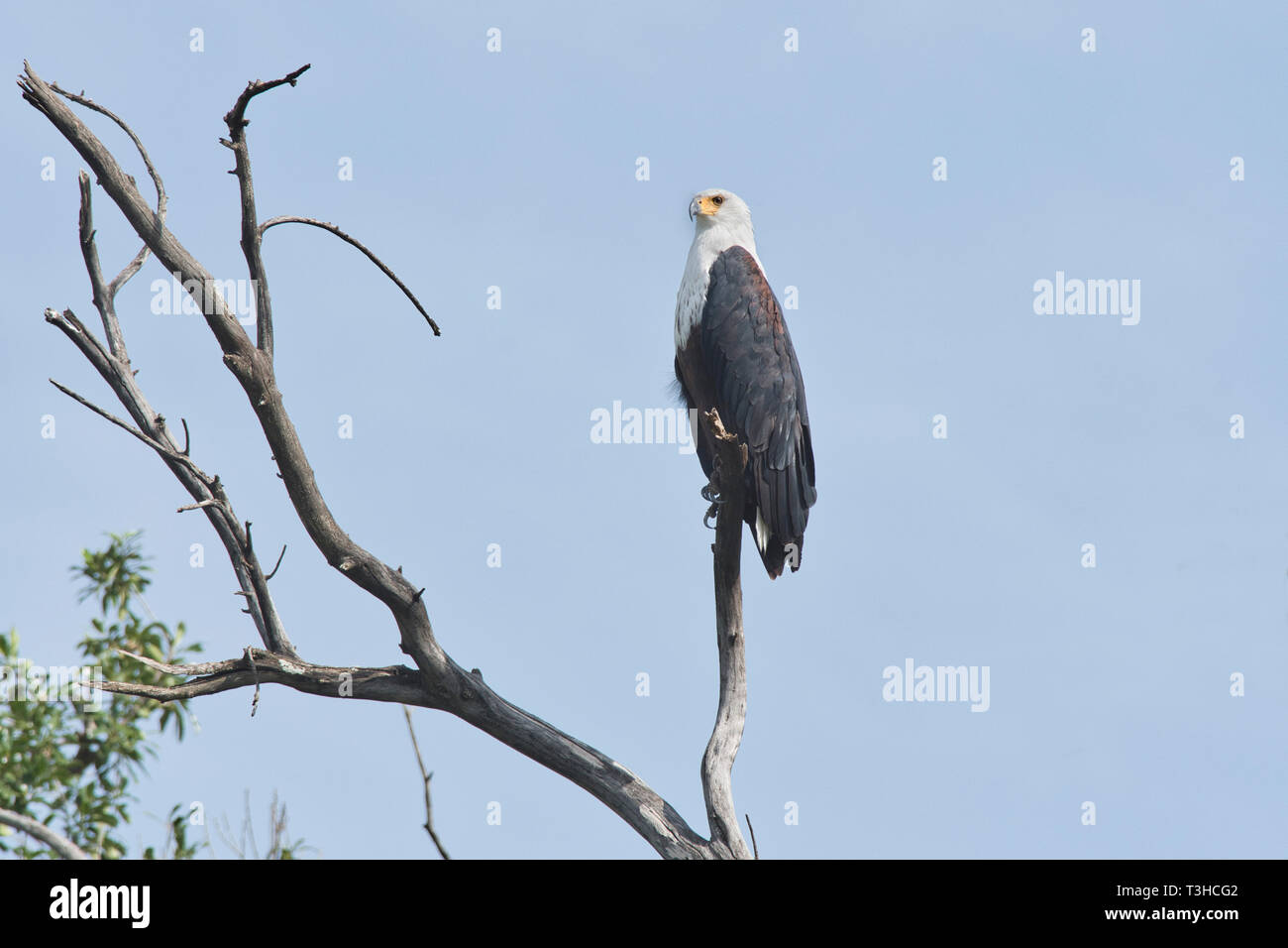 African Fish Eagle (Haliaeetus vocifer) auf einem toten Zweig gehockt Stockfoto