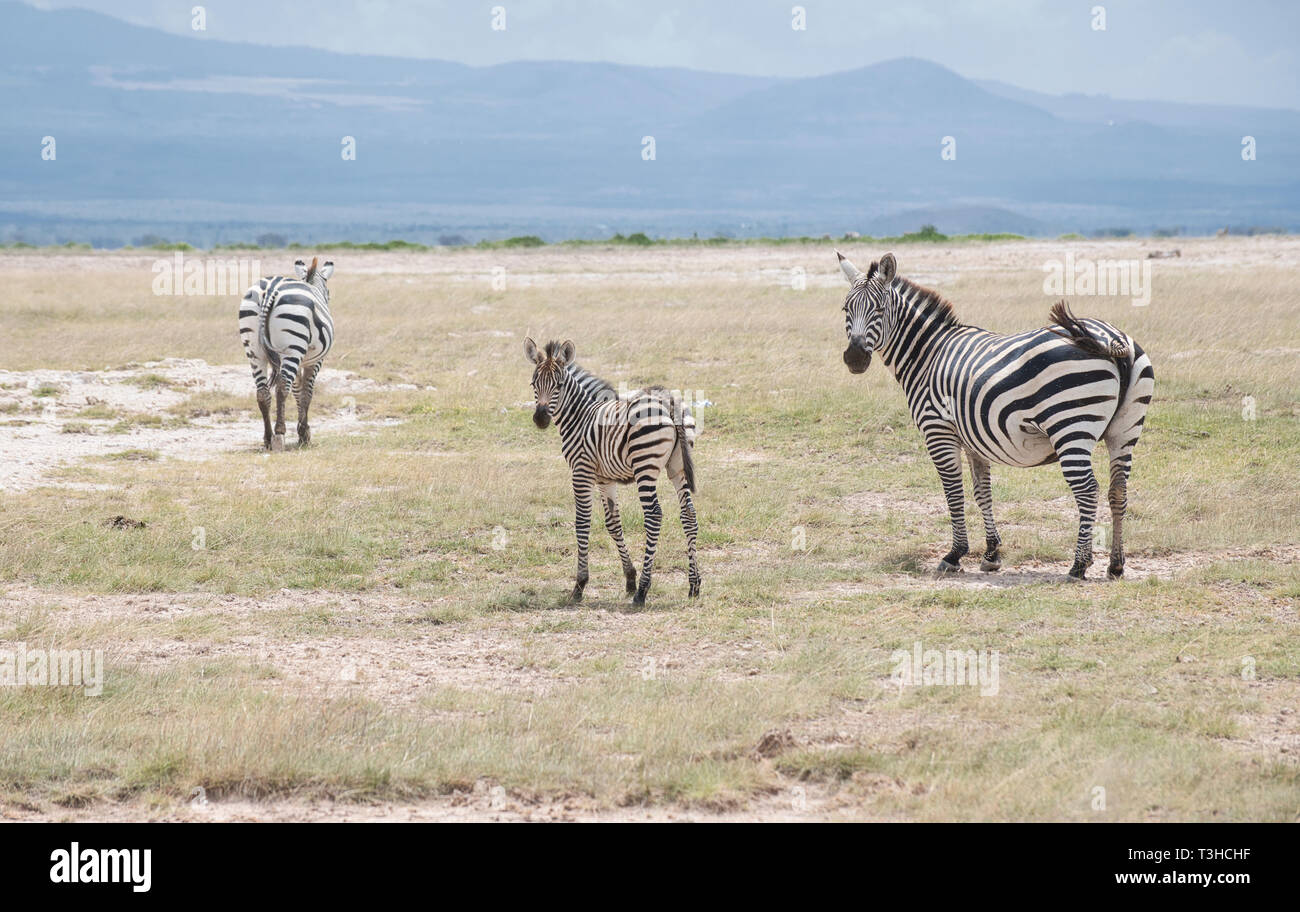 Gemeinsame oder Ebenen Zebras (Equus quagga), zwei Erwachsene und ein Fohlen im Amboseli Nationalpark in Kenia Stockfoto