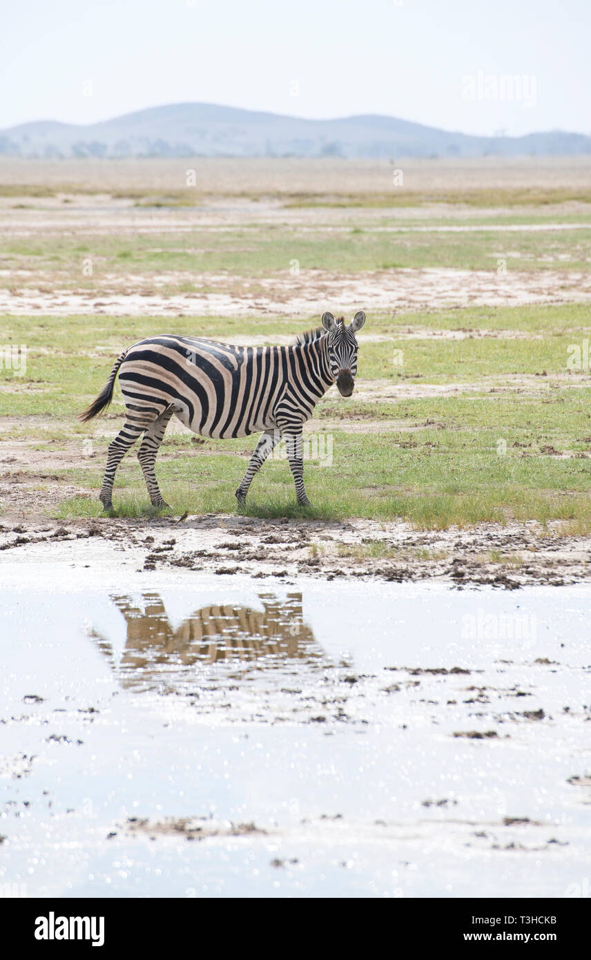 Plains oder gemeinsamen Zebras (Equus quagga) durch die Kante einer Wasserstelle, Amboseli National Park, Kenia Stockfoto