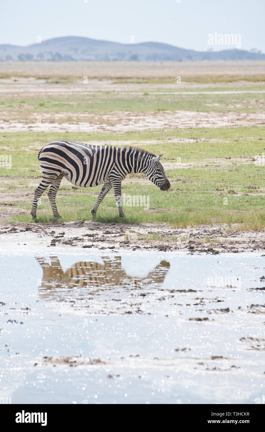 Plains oder gemeinsamen Zebras (Equus quagga) durch die Kante einer Wasserstelle, Amboseli National Park, Kenia Stockfoto