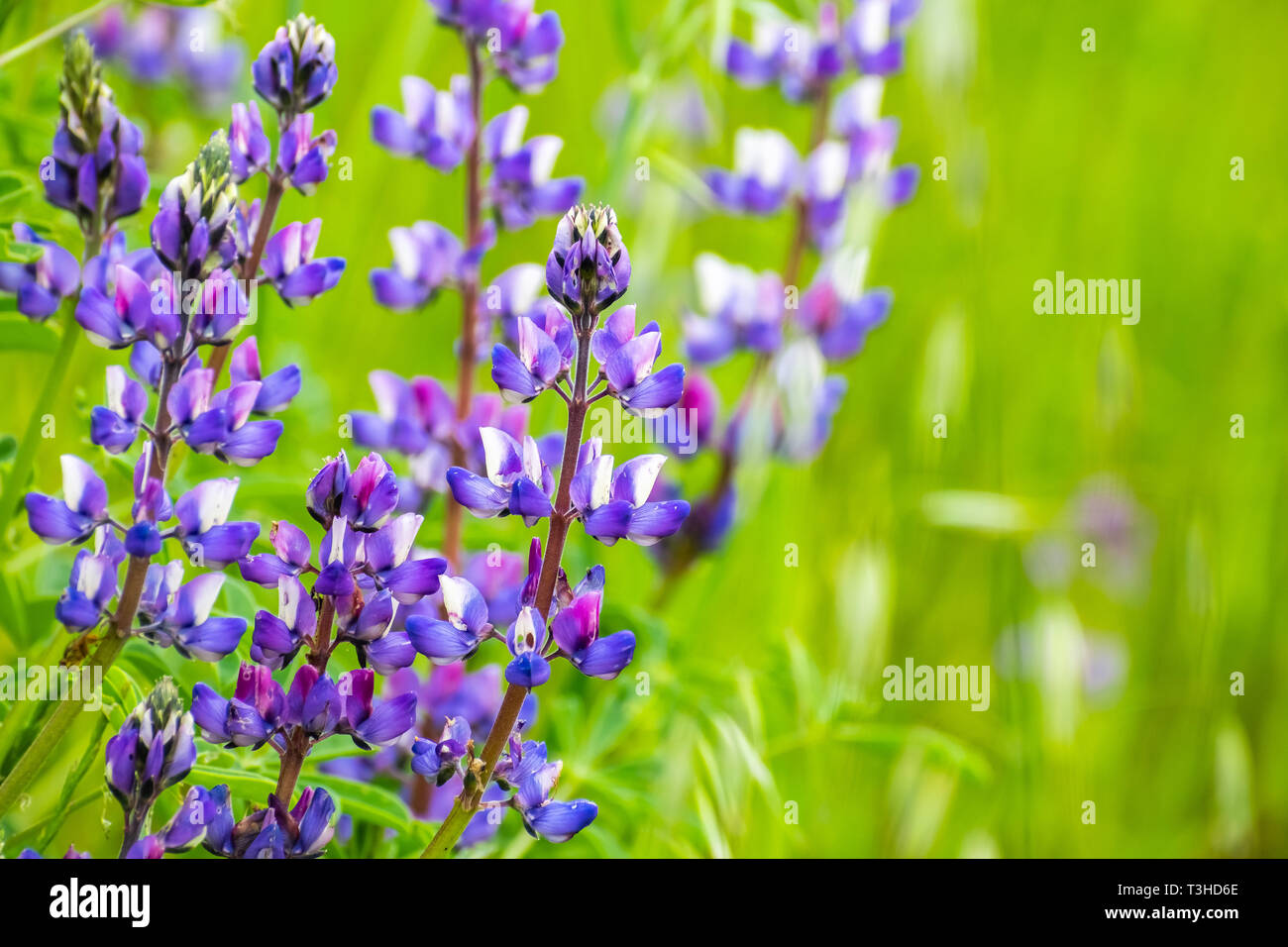 Silber Lupine (Lupinus Albifrons) Wildblumen blühen in South San Francisco Bay Area, San Jose, Kalifornien Stockfoto