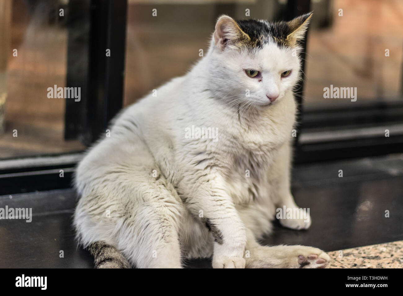 Eine kleine weiße fette Katze um chillig. Foto bei Izmir/Türkei getroffen hat. Stockfoto