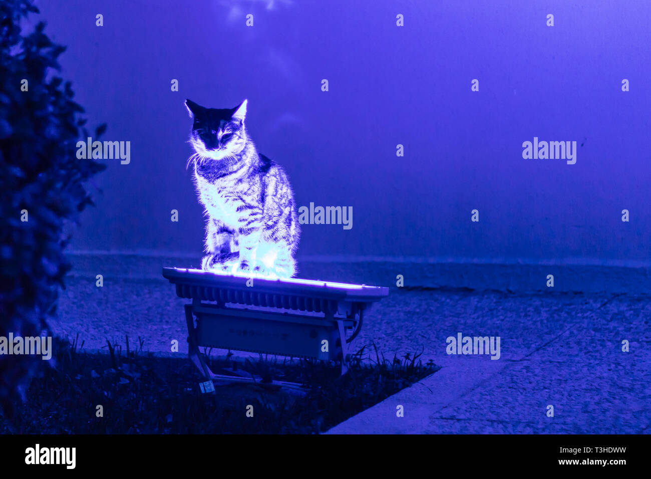 Eine interessante Katze bleiben auf blauen Neonlicht. Foto bei Izmir/Türkei getroffen hat. Stockfoto