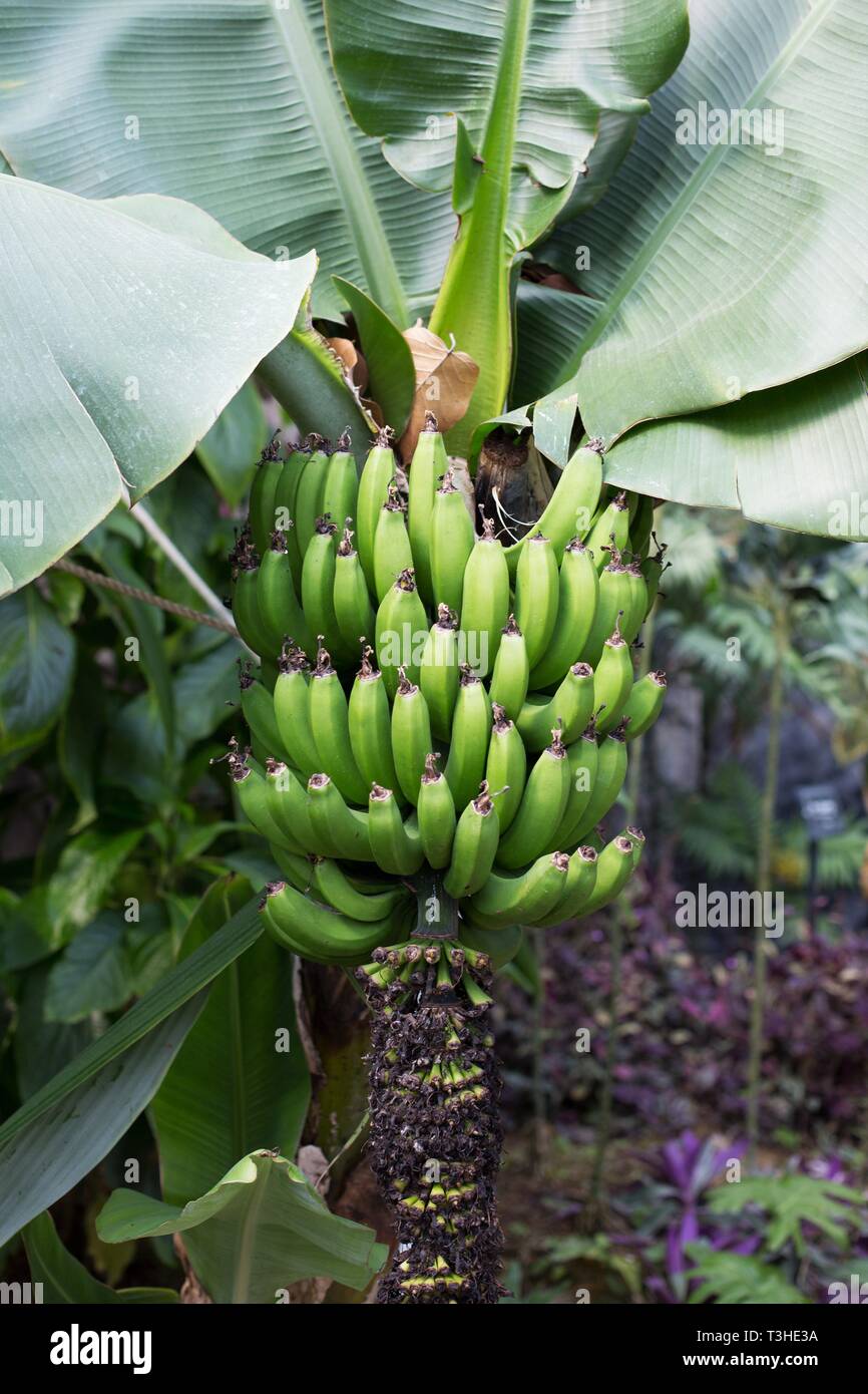 Musa acuminata dwarf Cavendish Banane in Shinjuku Gyoen National Garten in  Tokio, Japan Stockfotografie - Alamy