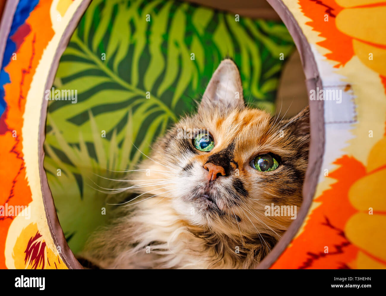 Lily, eine 18-jährige Schildpatt, langhaarige Hauskatze, sieht von einer Katze Cube, 3. April 2019, in Coden, Alabama. Stockfoto