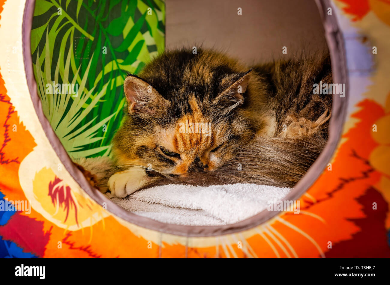 Lily, eine 18-jährige Schildpatt, langhaarige Hauskatze, schläft in einem cat Cube, 3. April 2019, in Coden, Alabama. Stockfoto