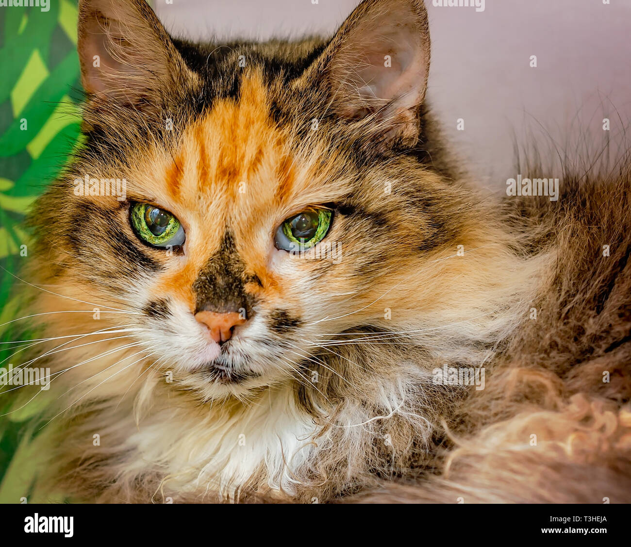 Lily, eine 18-jährige Schildpatt, langhaarige Hauskatze, Einblicke aus einer Katze Cube, 3. April 2019, in Coden, Alabama. Stockfoto