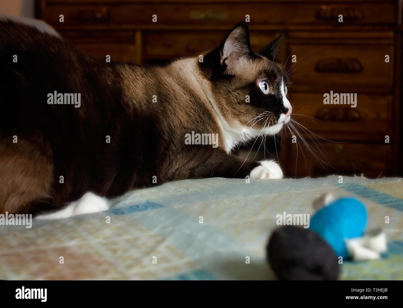 Twinkie ist eine fuenf Jahre alte siamesische Katze, spielt mit Spielzeug Mäuse auf einem Bett, 3. April 2019, in Coden, Alabama. Stockfoto
