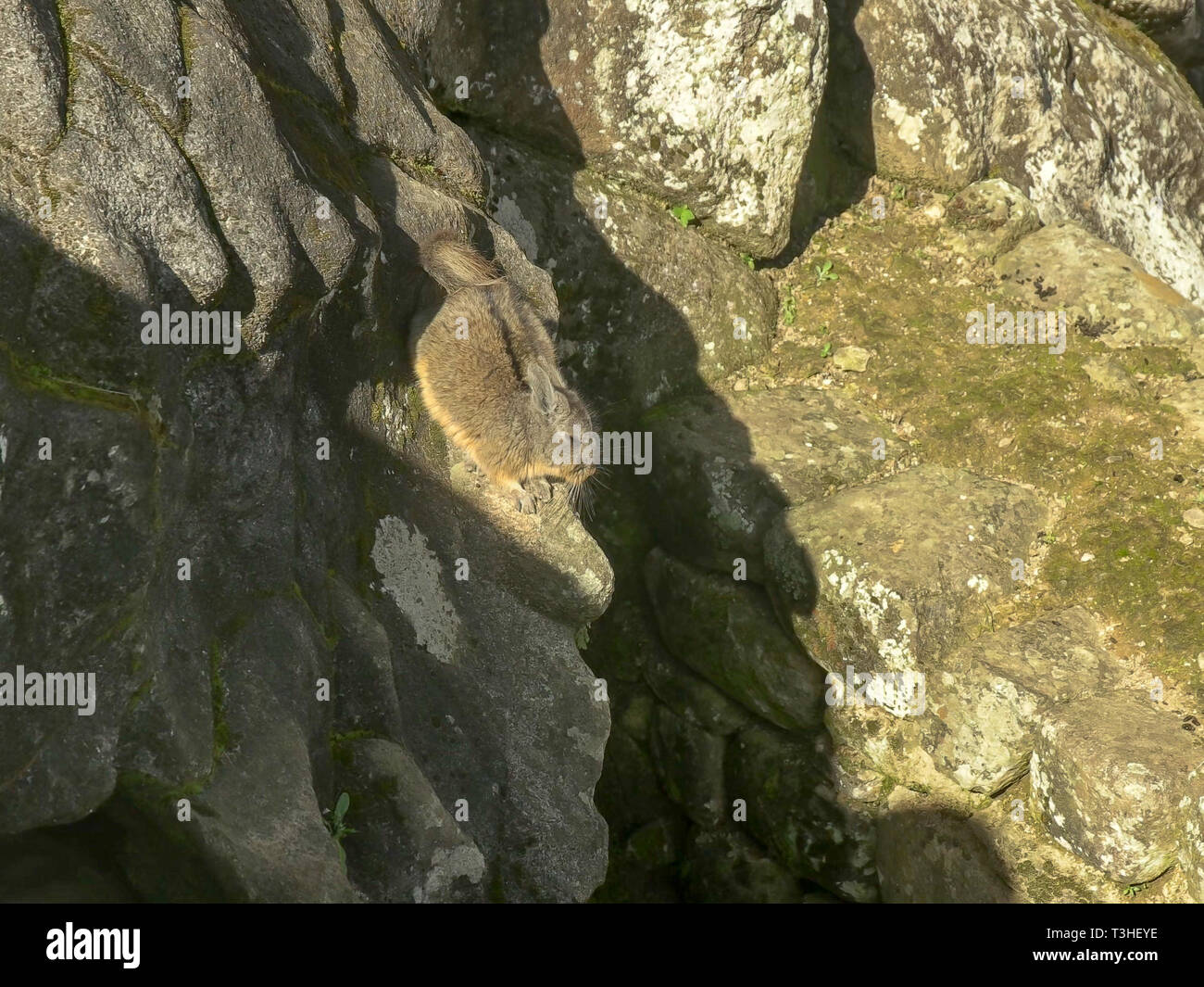 Eine Machu Picchu viscacha huscht in die Bohrung Stockfoto