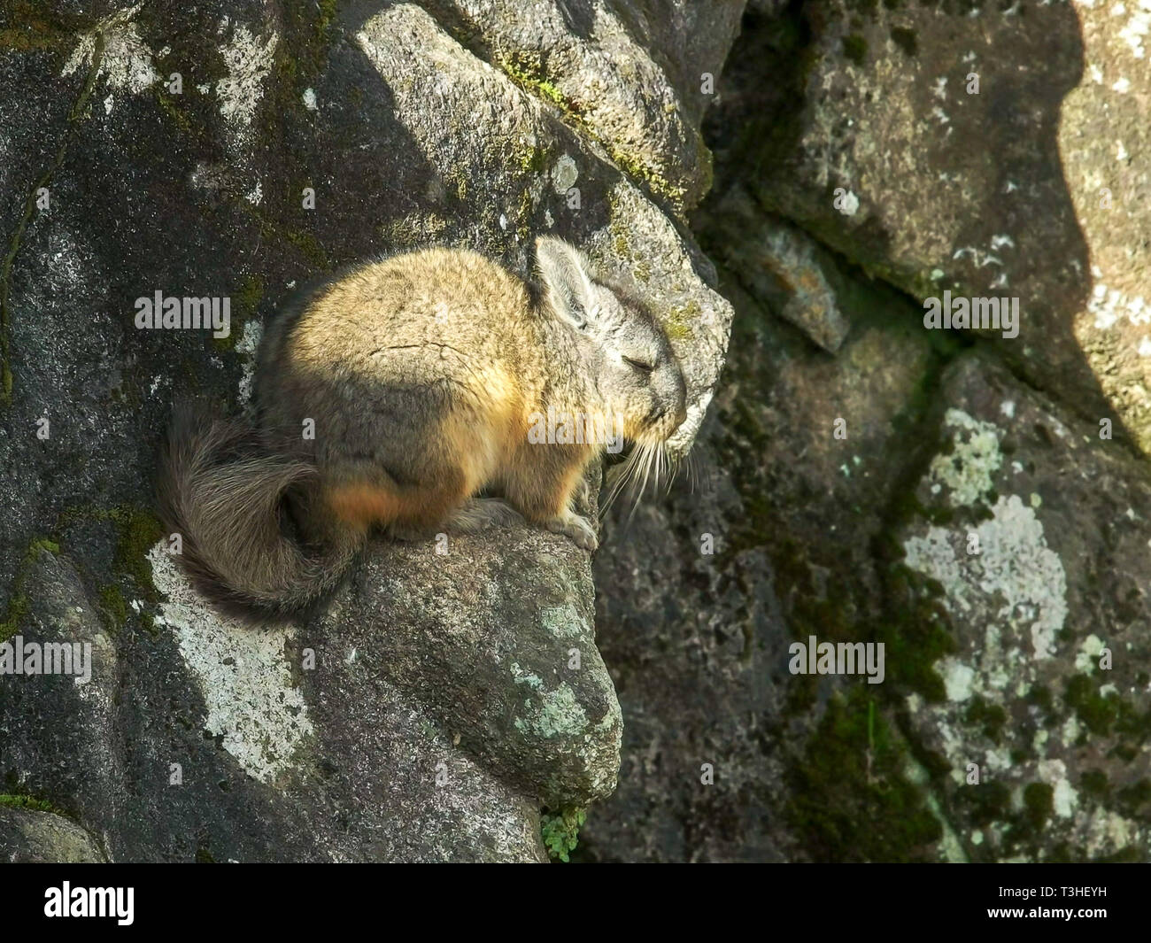 High Angle Shot eines viscacha in Machu Picchu Stockfoto
