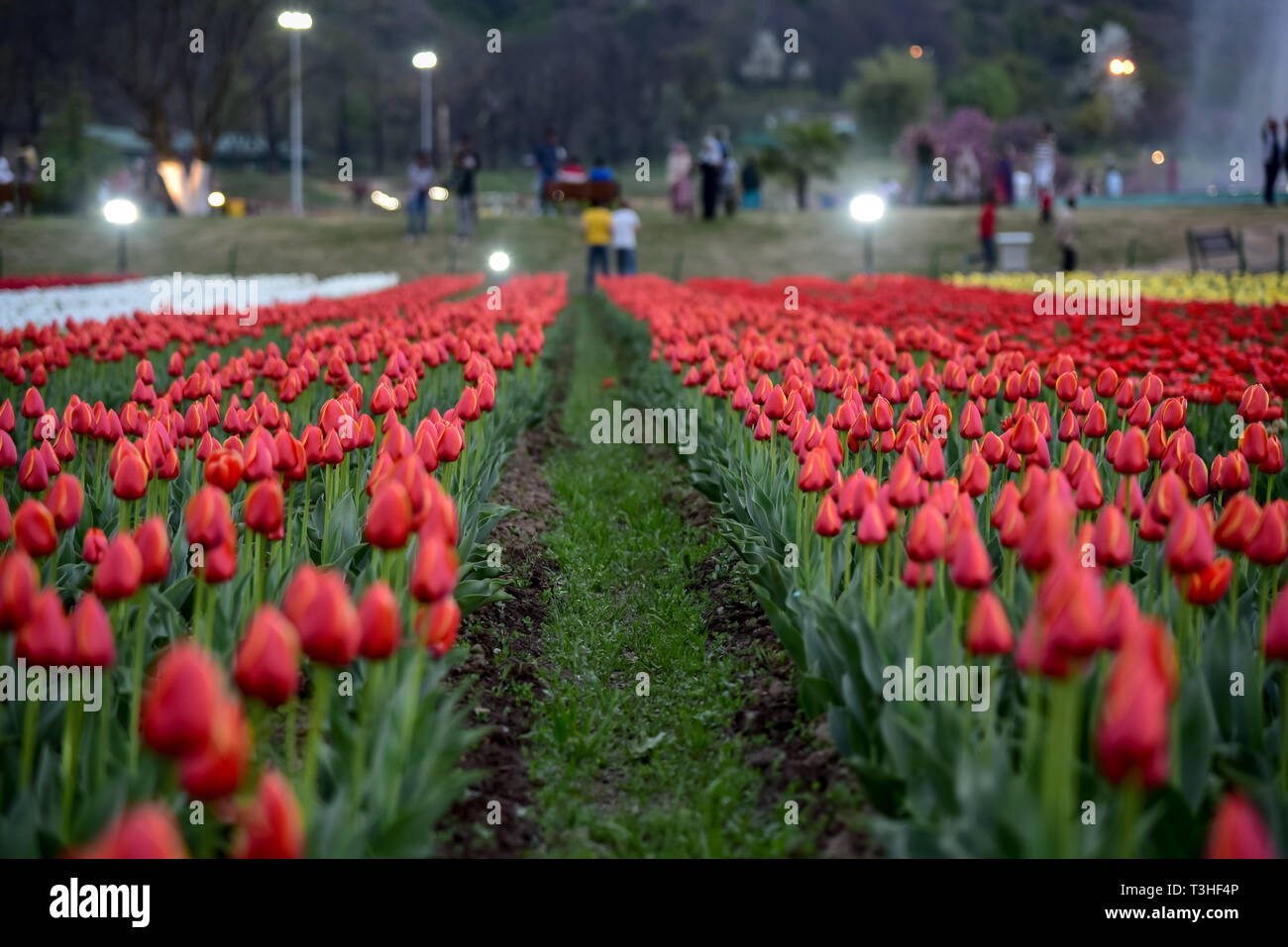 Einen allgemeinen Überblick über Tulpen in Blüte bei berühmten Indira Gandhi Memorial Tulip garden, Asiens größte tulip Garten, Sommer in Srinagar, die Hauptstadt der Jammu und Kaschmir. Es ist die größte tulip Garden in Asien verteilt auf einer Fläche von 30 Hektar. Es ist in Siraj Bagh am Fuße des Zabarwan Range. Es ist eine touristische Attraktion in Srinagar. Stockfoto