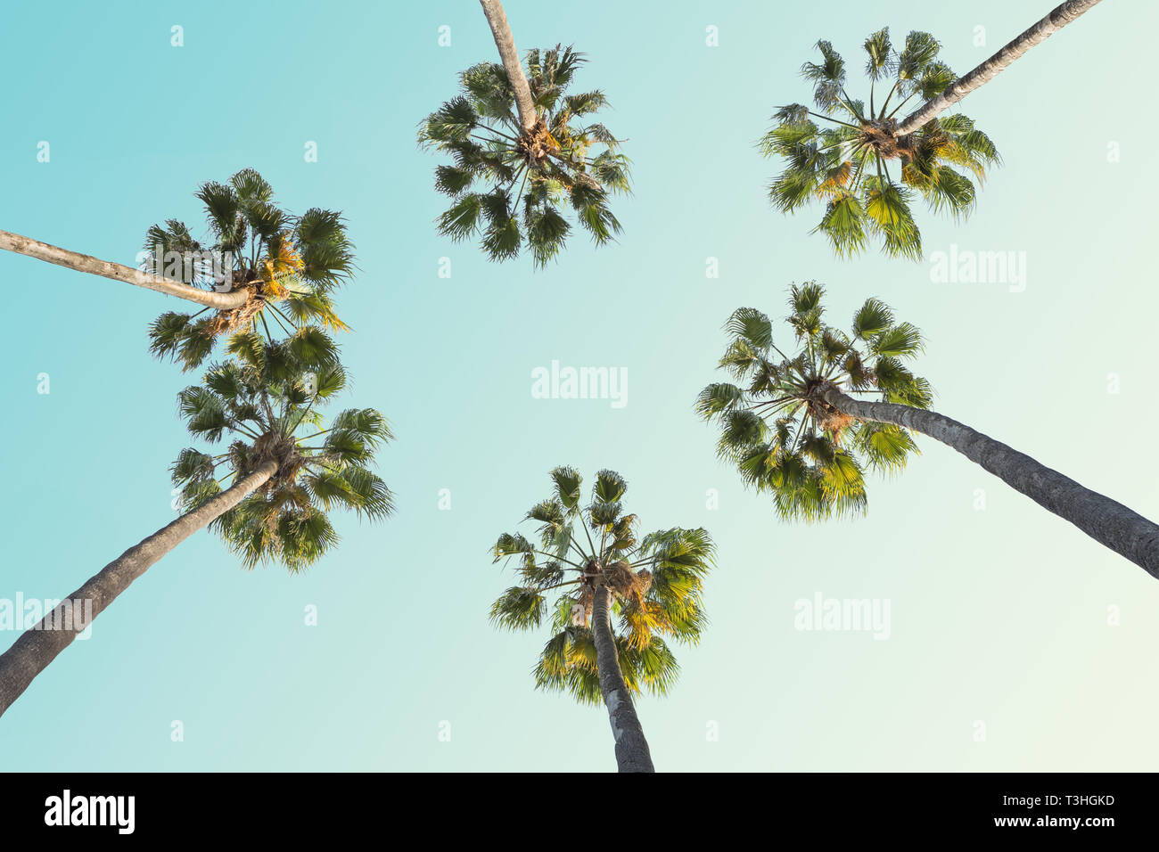 Tropische Palmen auf klaren Sommer Himmel Hintergrund. Getönten Bild. Stockfoto