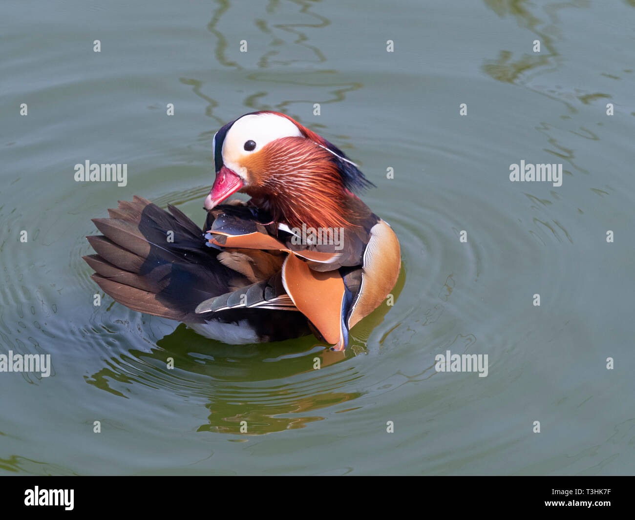 Porträt einer männlichen Mandarinente Axi sponsa putzen Stockfoto