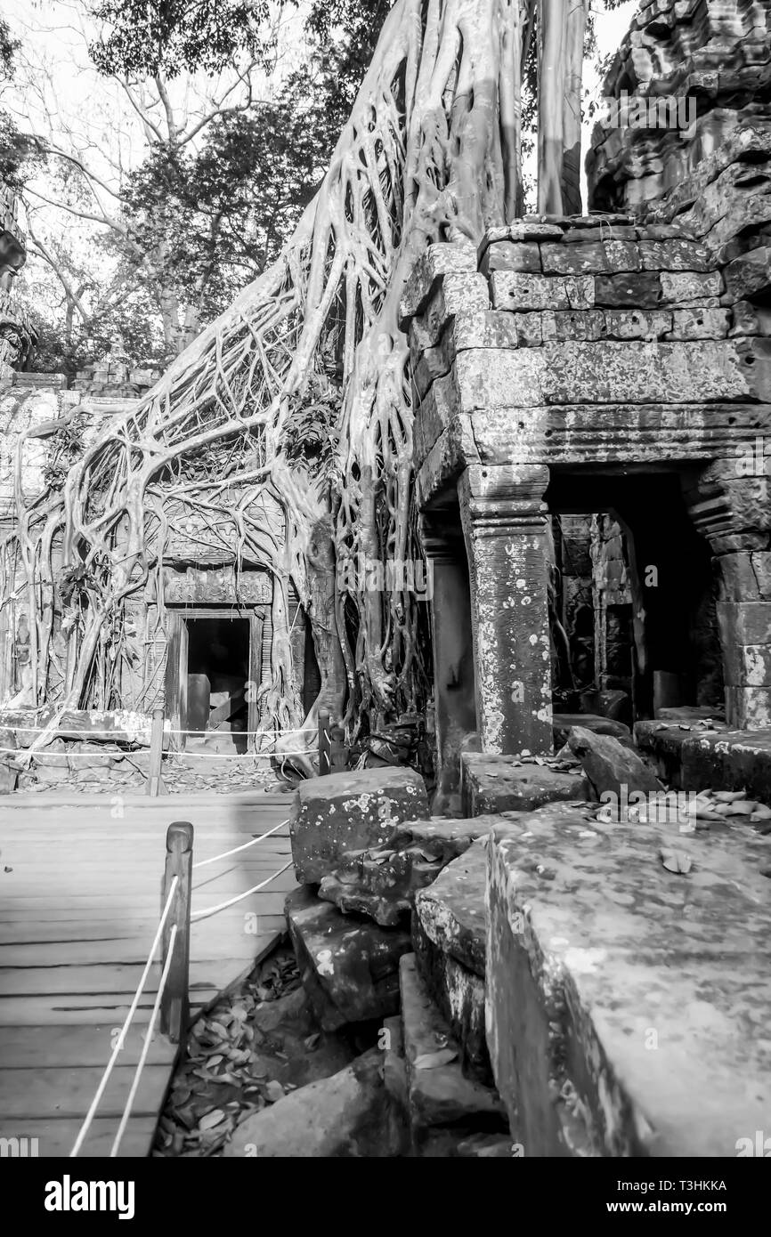 Steinerne Ruinen von Ta Prohm, oder den Dschungel, Tempel, mit bewachsenen Baum wurzeln in Siem Reap, Kambodscha in B&W. Stockfoto
