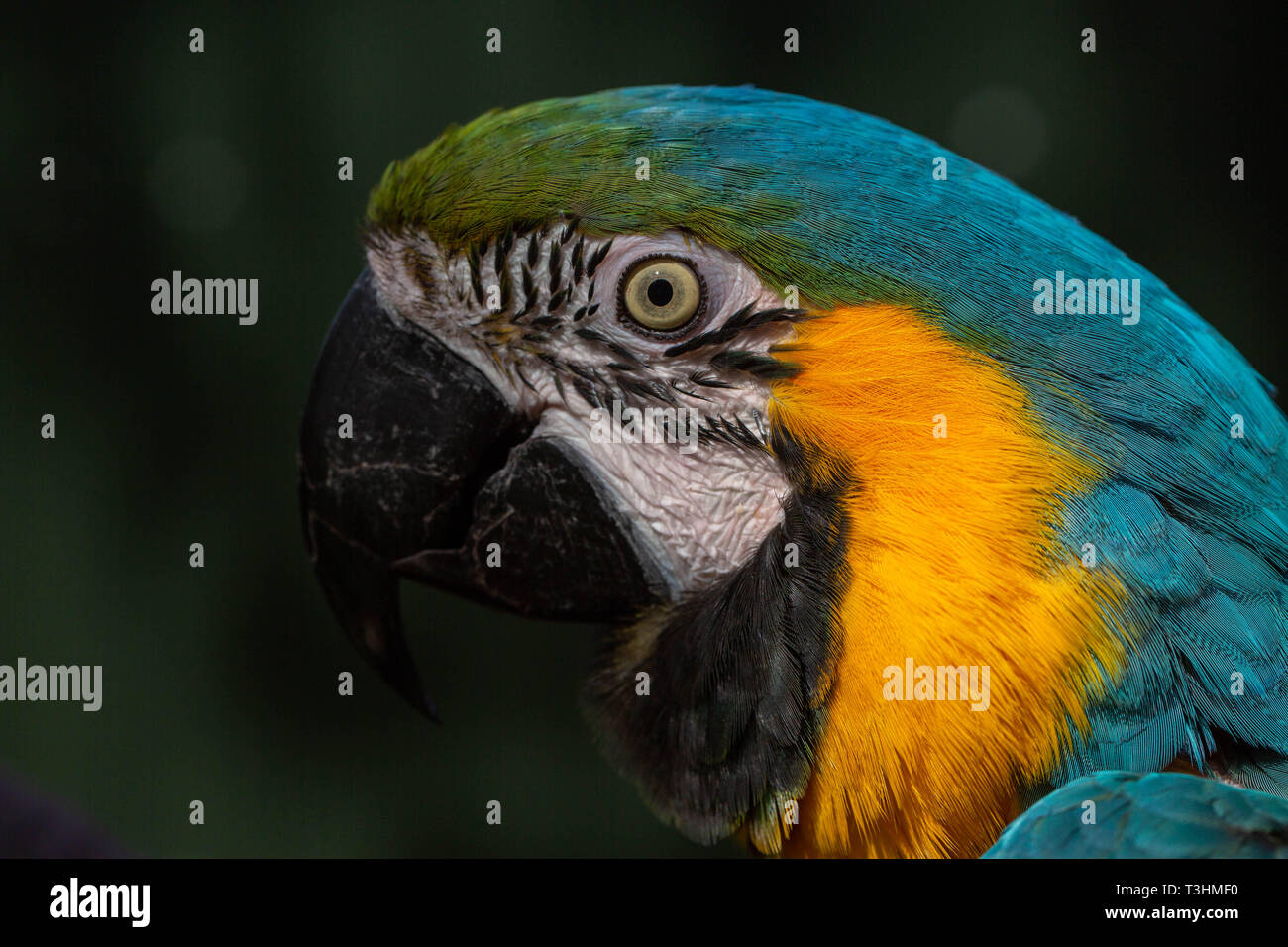 Portrait von seltenen Papagei. Übersicht Ausdruck und Augenkontakt. Stockfoto