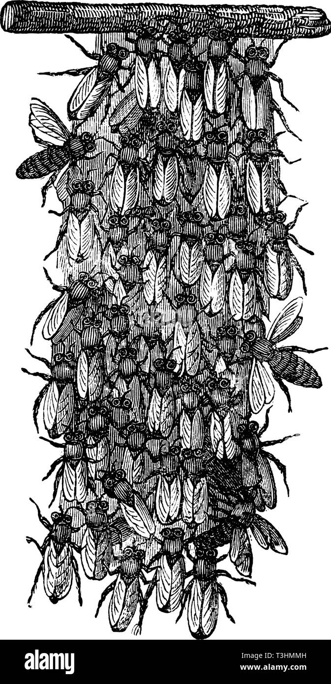 Antike Vektorzeichnung oder Gravur von Grunge vintage Abbildung der Schwarm von Bienen oder Honigbienen ist gemeinsam neues Nest. Von Buch Illustrierter neuester Bienenfreund, in Leipzig, Deutschland 1852 gedruckt. Stock Vektor