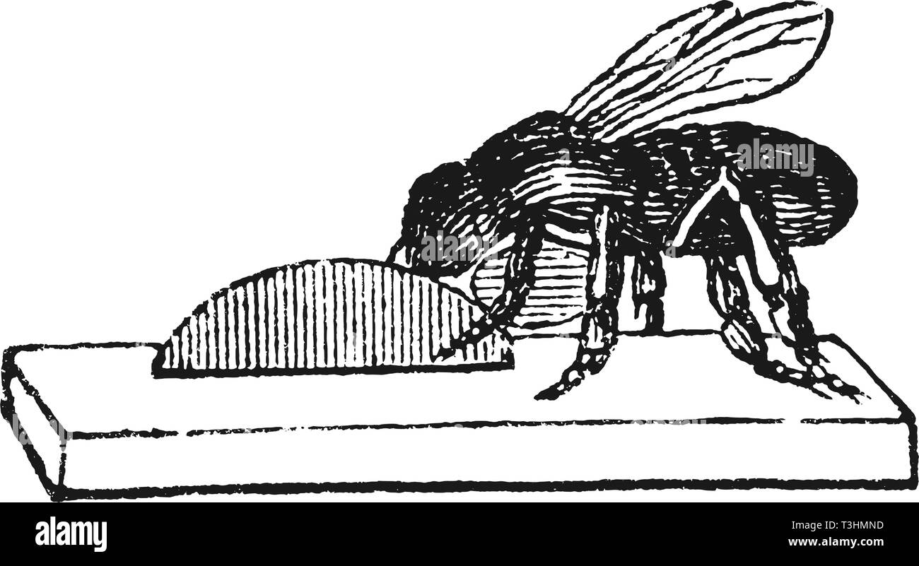 Antike Vektorzeichnung oder Gravur von Grunge vintage Abbildung: Honig Biene oder Honigbiene Arbeiter Gebäude neues Nest oder bienenkorb aus Wachs. Von Buch Illustrierter neuester Bienenfreund, in Leipzig, Deutschland 1852 gedruckt. Stock Vektor