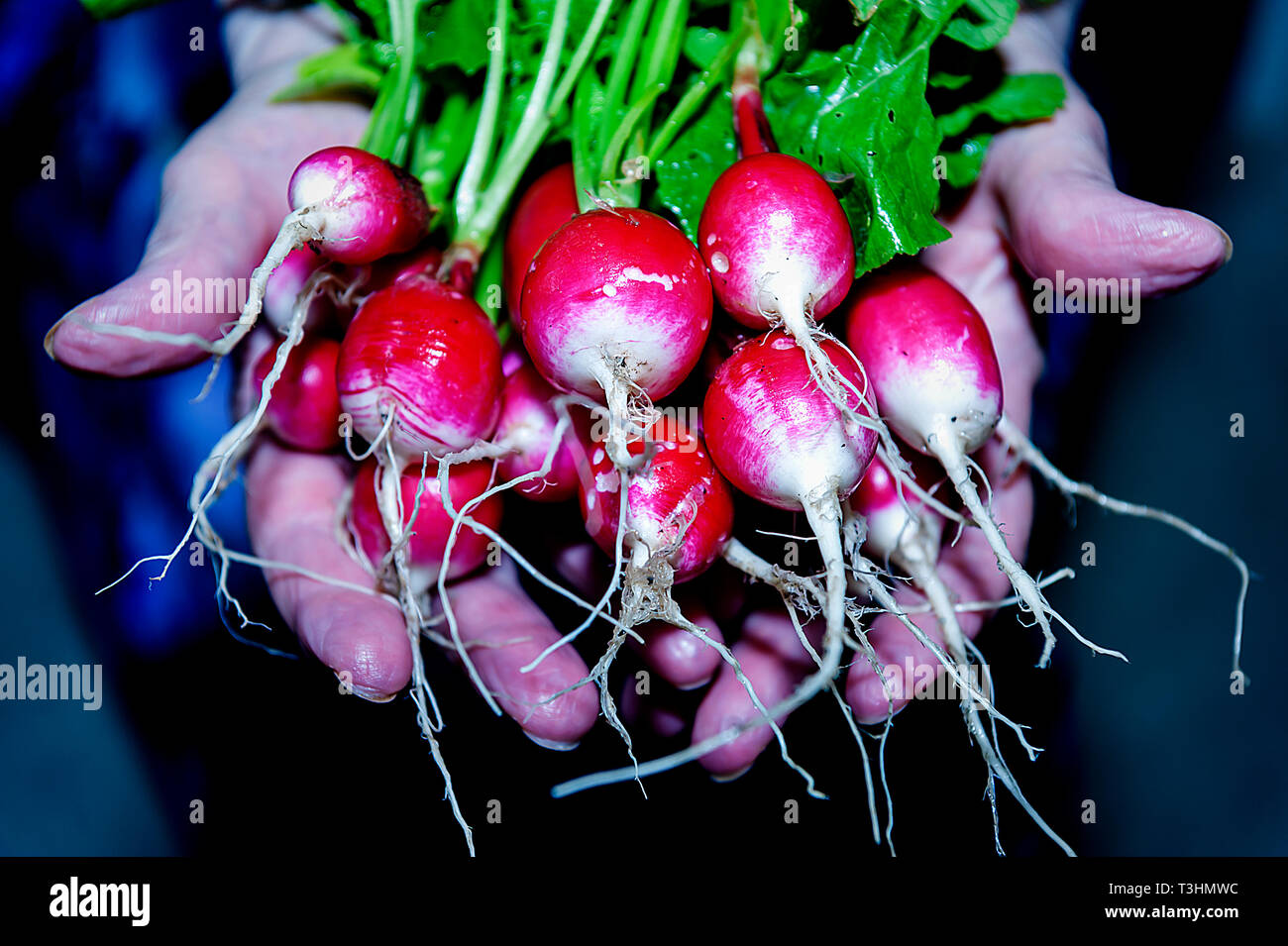 Radieschen niedrigen glykämischen Index Essen Stockfoto