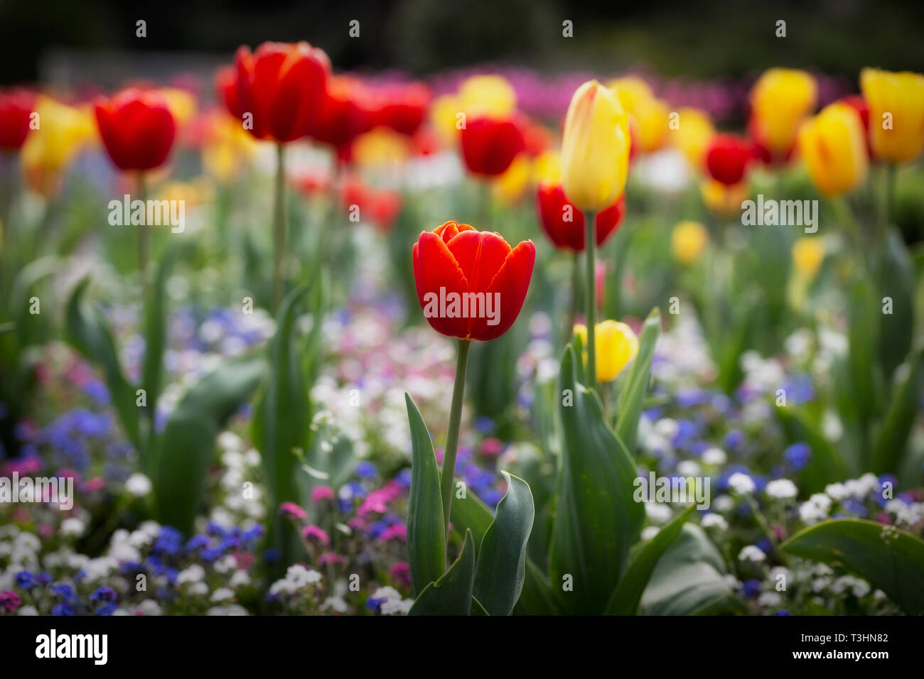 Ein Feld von gemischten Tulpen Stockfoto