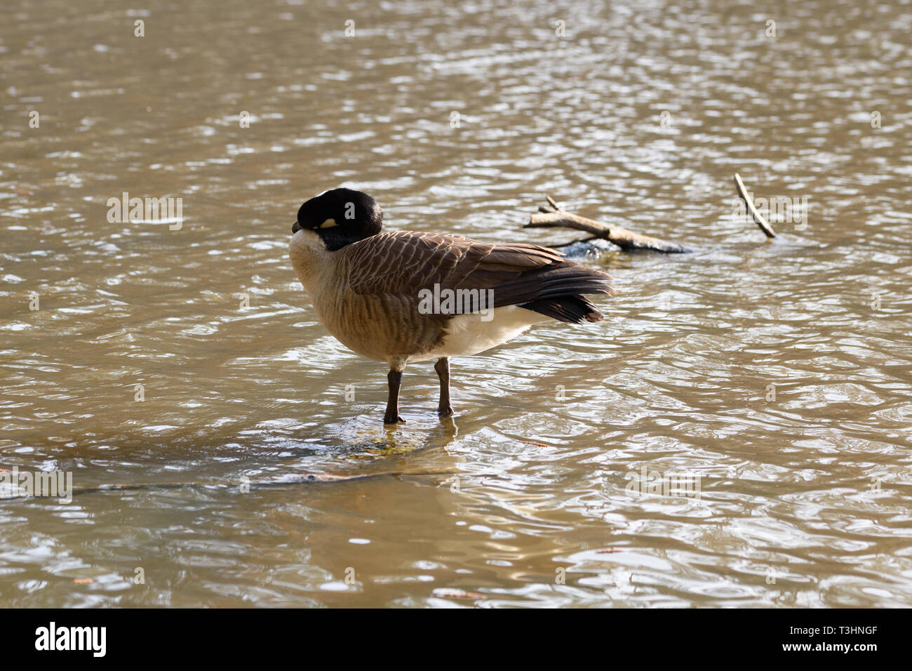 Eine Kanada gans Reinigung selbst, in einem Teich steht Stockfoto