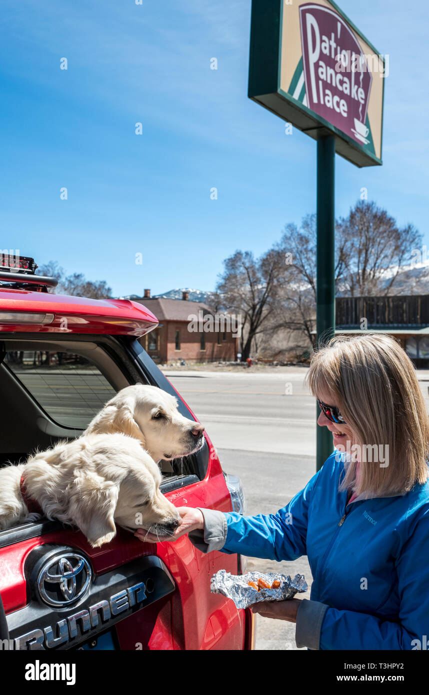 Frau feeds zwei Platinum farbig Golden Retriever wurst Hunde in einem SUV; Terrasse Pancake Restaurant; Salida, Colorado, USA Stockfoto