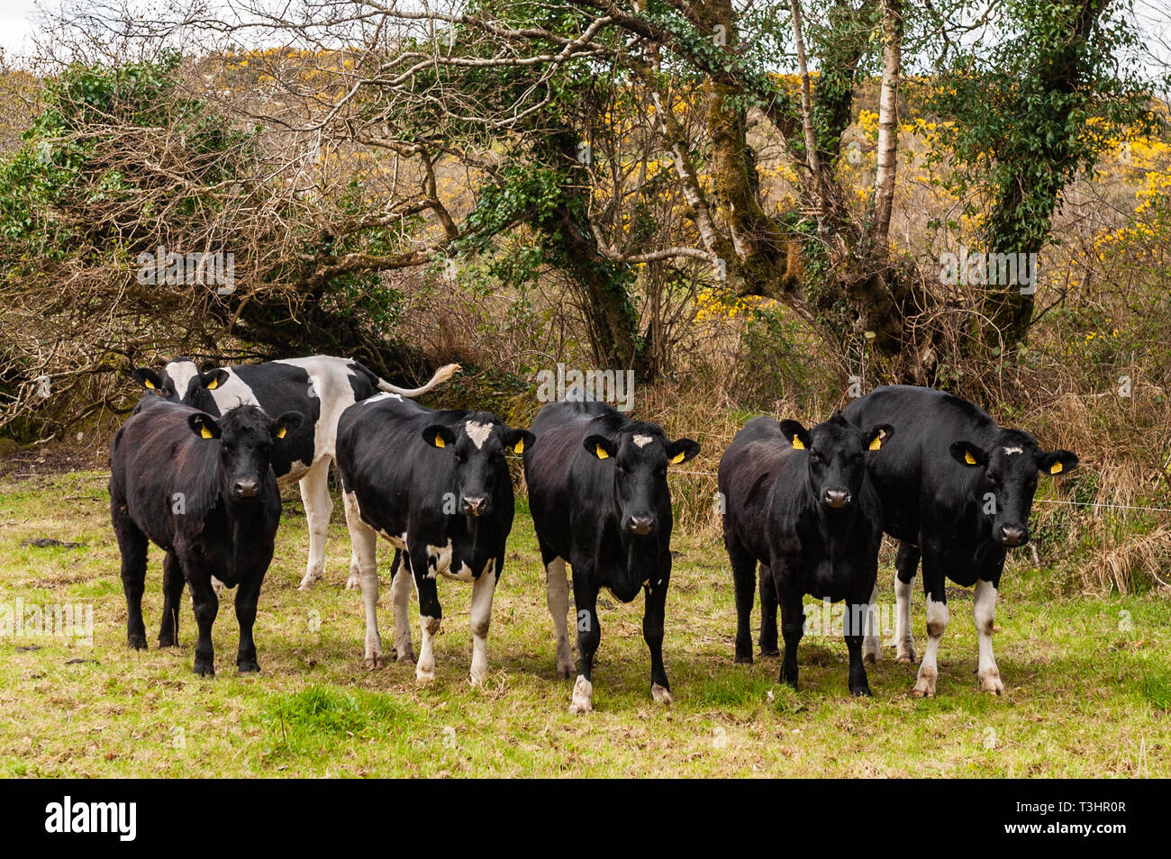 Eine kleine Herde von Kühen in einem Feld in Ballydehob, West Cork, Irland. Stockfoto
