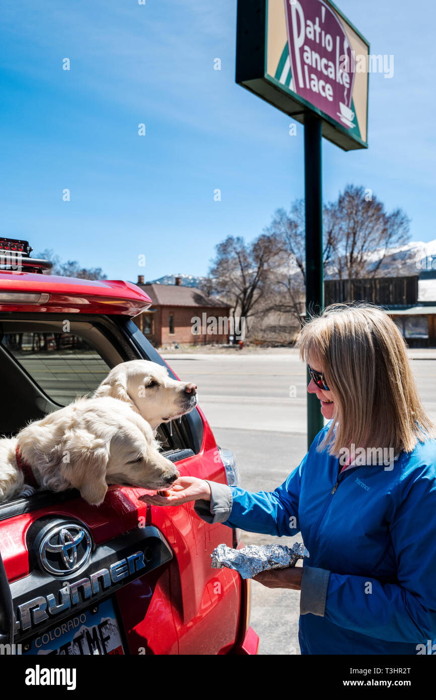 Frau feeds zwei Platinum farbig Golden Retriever wurst Hunde in einem SUV; Terrasse Pancake Restaurant; Salida, Colorado, USA Stockfoto
