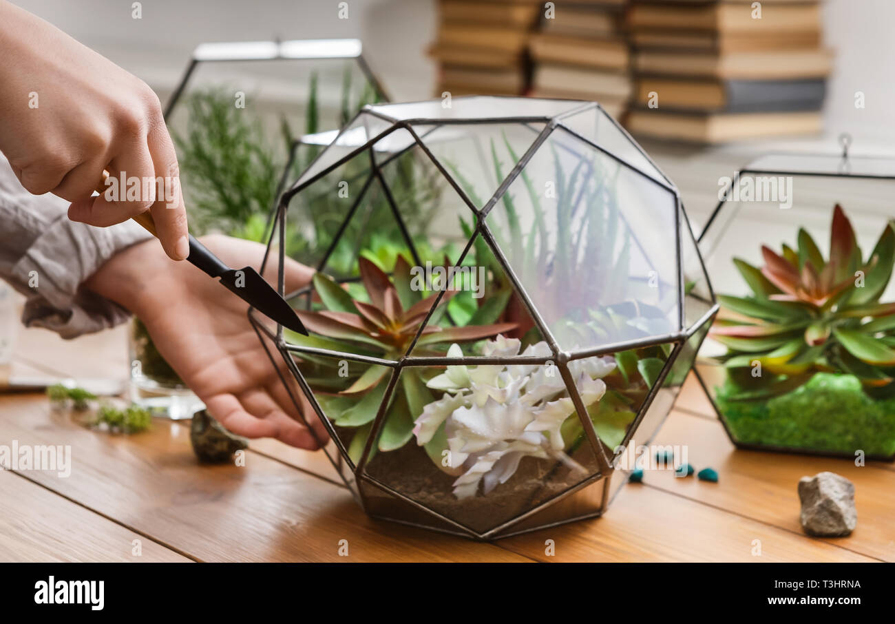 Frau Pflanzen Sukkulenten in Geometrische florarium, Nahaufnahme Stockfoto