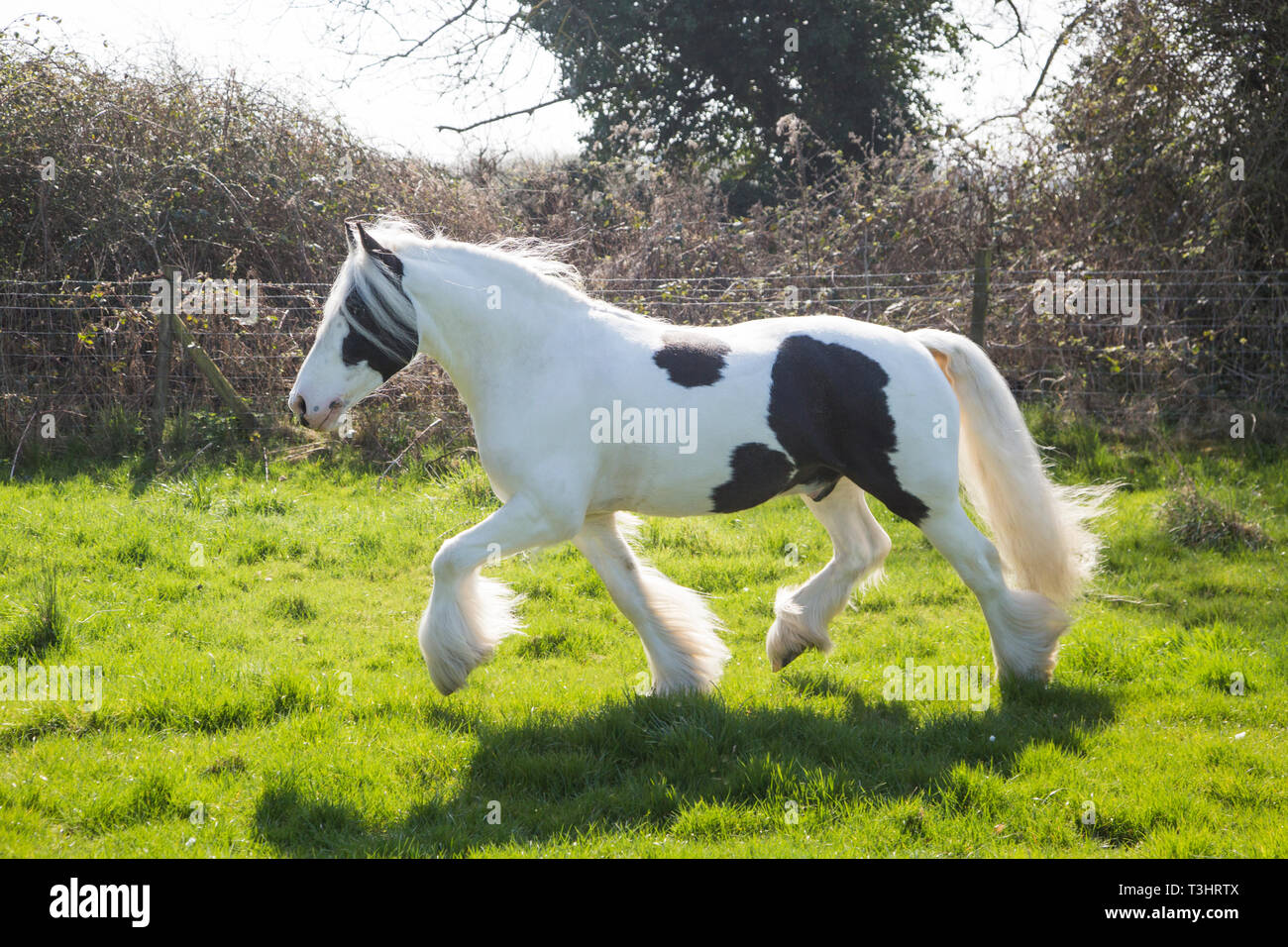 Gypsy Cob Pferd in einem Feld an einem sonnigen Tag, weißes Pferd mit braunen Flecken und langen Schweif und Mähne fließende Stockfoto