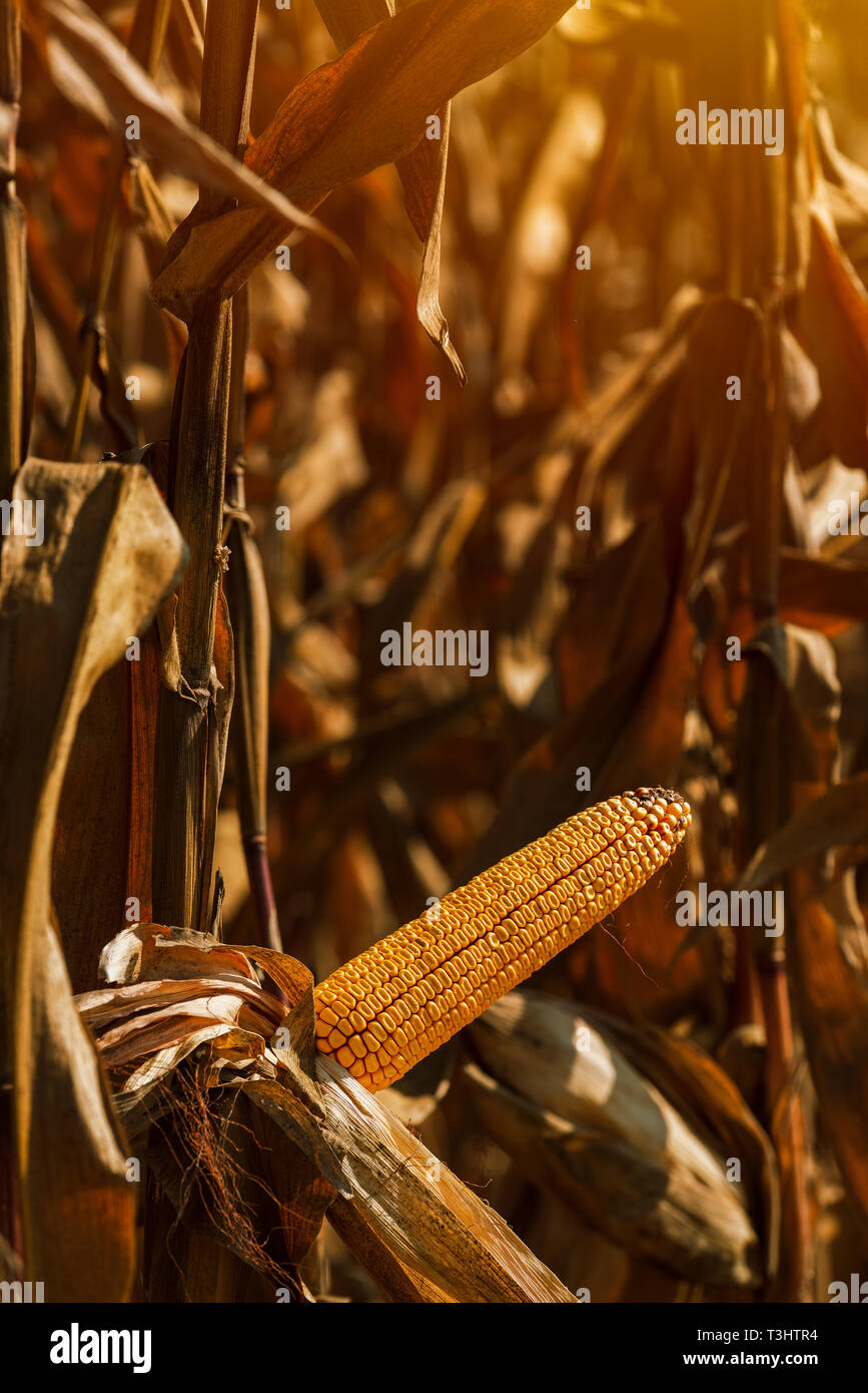 Reife Ähre auf Stiel für Ernte bereit Stockfoto