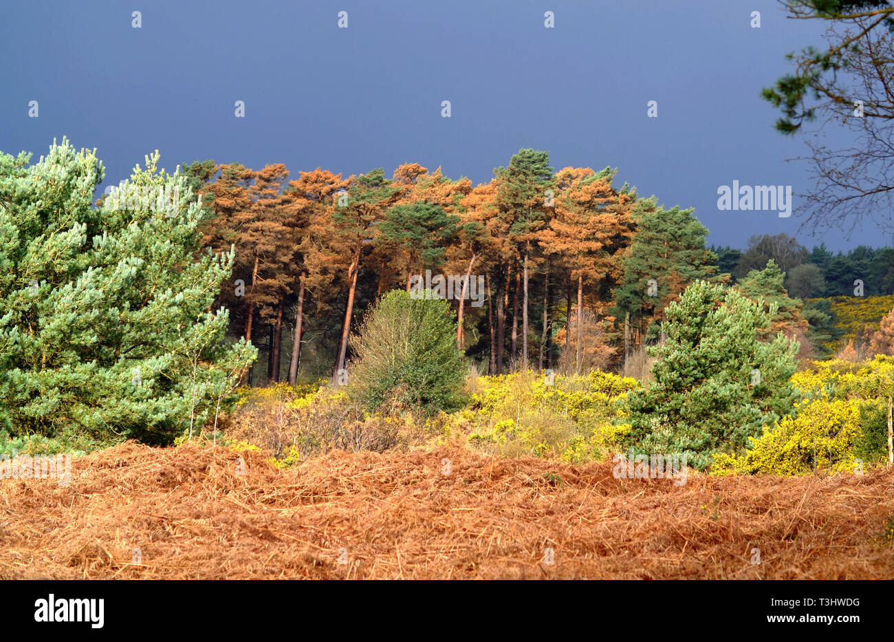 Buntes Laub unter einem brütenden Himmel, Ashdown Forest, East Sussex, Großbritannien Stockfoto